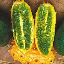 Kiwano Melons  10 Seeds  Garden Beautiful USA SELLER - £6.48 GBP