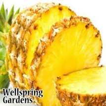 Best Elite Gold Pineapple / Ananas comosus / Live Plant - $24.99