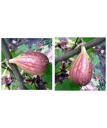 USA Seller - GE Neri Edible Fig Plant Ficus carica World&#39;s Largest Fig -... - £44.76 GBP