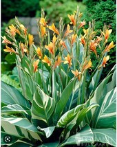 Canna Lily Stuttgart Striped Variegated Leaves 32-36&quot; tall 1 rhizome bulb - $14.85