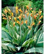 Canna Lily Stuttgart Striped Variegated Leaves 32-36&quot; tall 1 rhizome bulb - £11.76 GBP