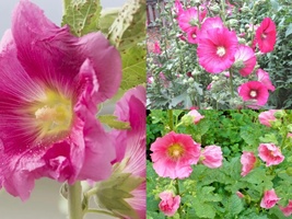 51+PINK HOLLYHOCK Heirloom Wildflower Garden Cut Flowers Seeds Drought Heat Cold - £10.22 GBP