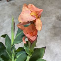 Live Plants By Size &amp; Bulbs Canna Lily ~ Tropical Sunrise Apricot Peach Orange - £23.98 GBP+