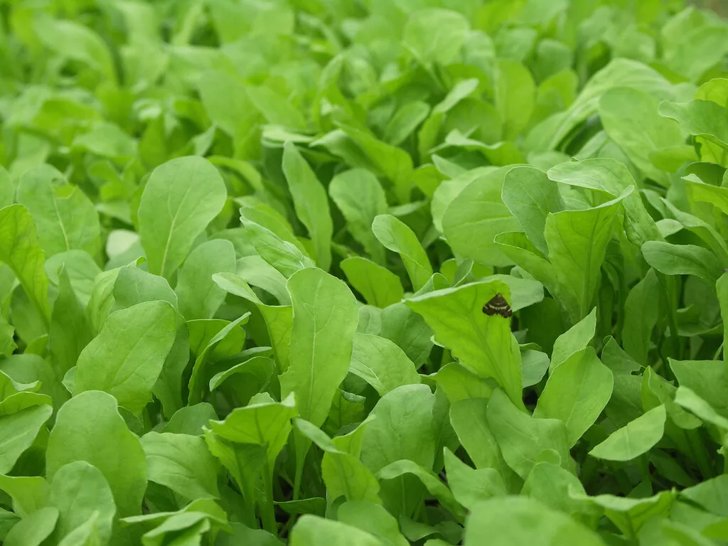 Arugula Roquette Rocket Herb Garden NON GMO 1000 Seeds - $9.60