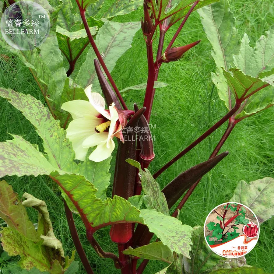 Red Burgundy Okra Herb Seeds, 10 seeds, original pack, organic tasty vegetables - $8.45