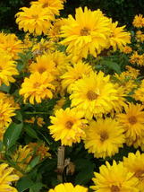 SHIPPED FROM US 100 Summer Sun Sundrops False Sunflower Flower Seeds, SB01 - £15.50 GBP