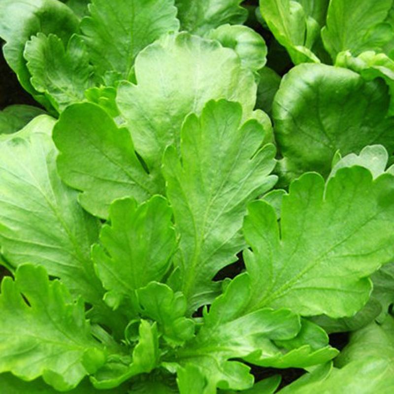 200 Organic Vegetable Crown Daisy Chrysanthemum Seeds Big Leave Seeds