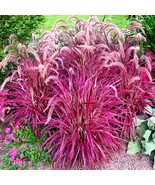 Half-Hardy Perennial Fountain Grass Pennisetum Setaceum Fireworks 400 Seeds - $13.46