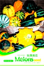 USA SELLER Mixed Doll Pumpkin Ornamental Vegetables Edible Seeds Pack 10 Seeds / - £11.64 GBP