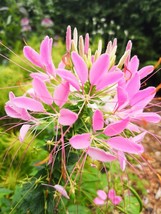 100 Soft Pink Spider Seeds Clome Spinosa Perennial Flower Fresh Gardening - $8.98