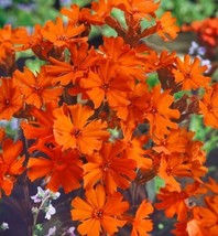 Lychnis Arkwrightii Vesuvius Flower Seeds Fresh Garden - £9.43 GBP