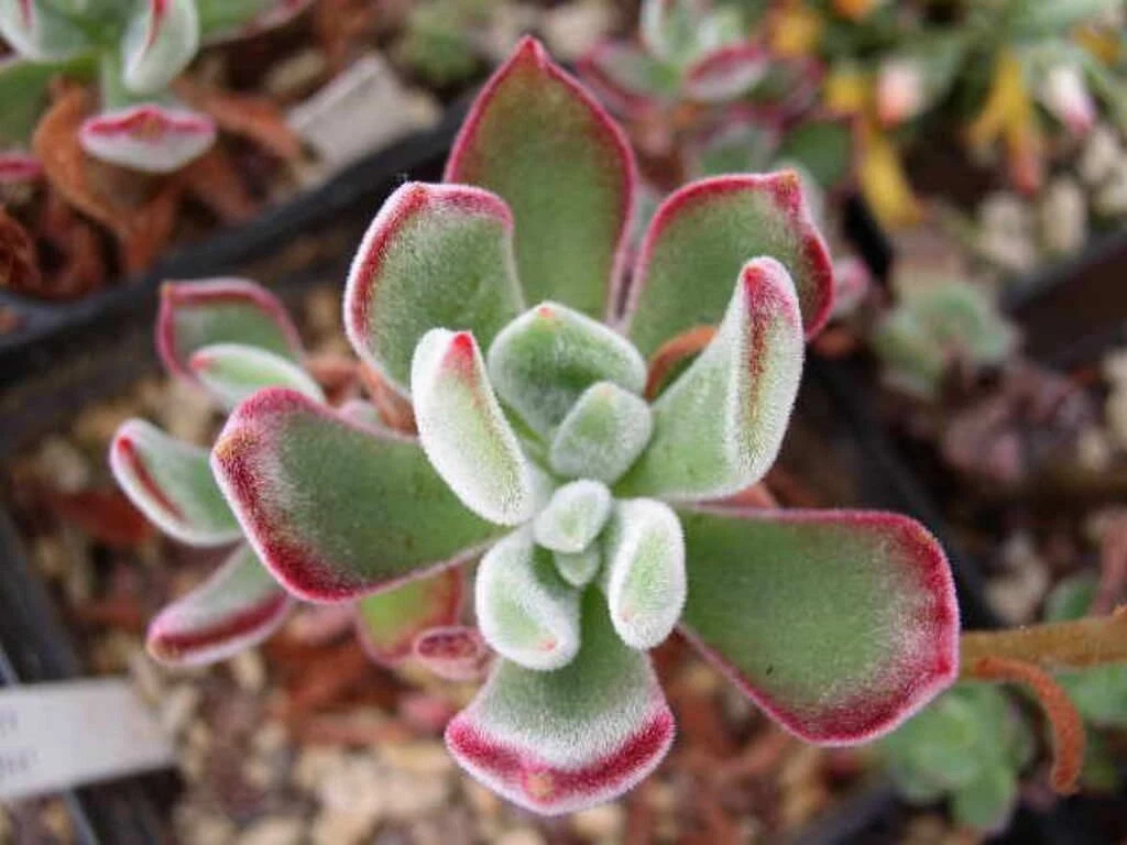 Ruby slipper succulent In 2@ Pot - $17.14