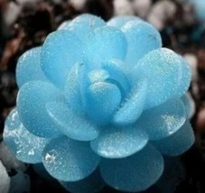 50Pcs Blue Succulents Seeds Rare Indoor Flower Mini Cactus Seeds.(#3444) - $4.70