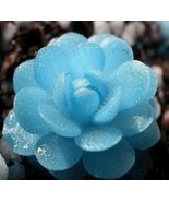 50Pcs Blue Succulents Seeds Rare Indoor Flower Mini Cactus Seeds.(#3444) - €4,04 EUR