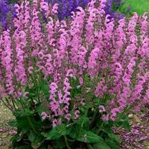 FREE SHIPPING 50 Moulin Rouge Salvia Seeds Flower Seed Perennial Hummingbird - £13.63 GBP