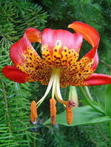 GIB Lilium pardalinum | Leopard Lily | Panther Lily | 10 Seeds - £19.69 GBP