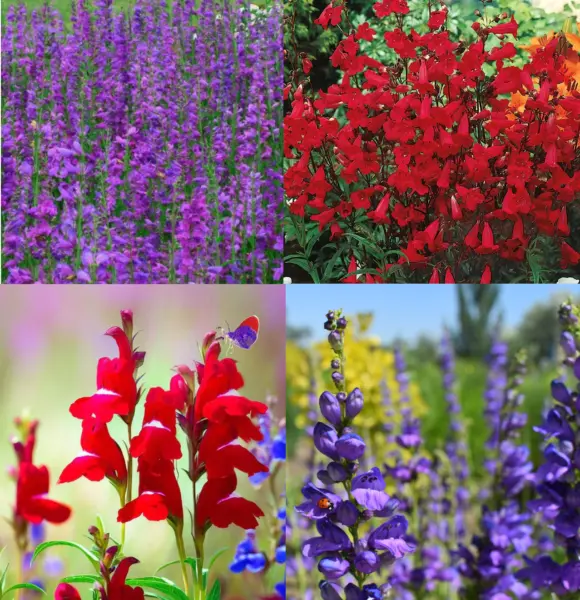 Penstemon Purple Dream Mix Perennial Beardtongue Red For Hummingbirds 200+ Seeds - £8.61 GBP