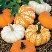 25 Mini Harvest Pumpkin Mini F1 Variety Vegetable Seeds - £17.64 GBP