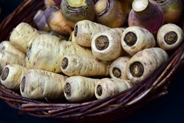 BStore Harris Early Model Parsnip Organic Non Gmo 190 Seeds - £6.74 GBP