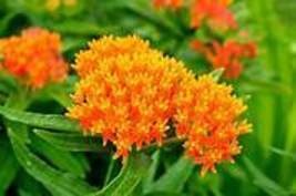 Butterfly Milkweed/Monarch Flower , Pack of 400 Seeds Item NO. SH11989C - £18.84 GBP