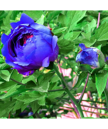 Chinese Peony Tree Blue Double Flowers 10 PCS Seeds - £9.00 GBP