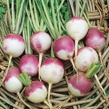 Premium Purple Top Turnip  5000 Organic, Heirloom Seeds From US - $12.95