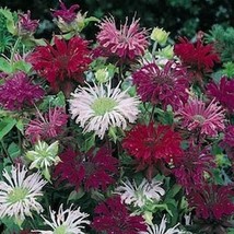 25 Pcs Mix Didyma Monarda Flower Seeds #MNSS - £11.72 GBP