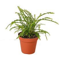 Fern 'Lemon Button'-4" Pot / Black Cylinder - $1,503.08 MXN