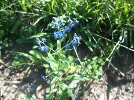 50 Seeds Chinese Forget Me NotFrom US - $8.35