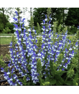 50 Azure Snow Salvia Seeds Flower Seed Perennial Flowers Hummingbird - $11.29