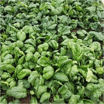 Viroflay Spinach 100+ Spinacua Oleracea Vegetable Garden Heirloom  - $3.89
