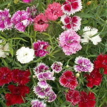 Chinese Pinks Flower Seeds 300 Annual Garden Dianthus Chinensis - £6.58 GBP