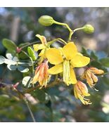 Fresh Mexican Holdback, Erythrostemon Mexicanus - 20 Seeds - $311.84 MXN