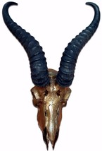 Real Deer Skull Bronze Spray Painted African Antelope Horns/Antelope Skull - £100.73 GBP