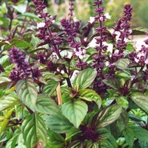 Licorice Basil Seeds Ocimum Basilicum Anise Anethole Herb Thai Persian A... - £5.94 GBP