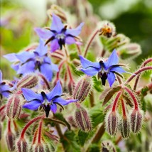 Borage Seeds Starflower Blue Purple Flower Tailwort Bugloss Beebread Bee... - £5.94 GBP