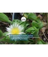 Sceletium Tortuosum Kanna - 7 Unrooted Cuttings, Edible, Air-Purifying, ... - $55.00
