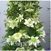 US Seller 100Pcs Clematis Bonsai Clematis Plant Bonsai Clematis Florida Thunb Fl - $15.28