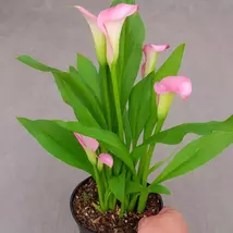 Pink Calla Lily Live Plant: Elegant Garden Blooms - $94.42