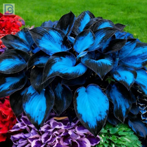 Hosta Seeds Mixed | Exotic Perennial | Drought-Tolerant Colorful Foliage - $10.25