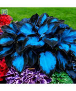 Hosta Seeds Mixed | Exotic Perennial | Drought-Tolerant Colorful Foliage - $10.25