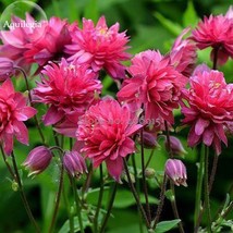 Mixed Columbine Aquilegia Pink Bi Color Black White Purple Flowers 50 Seeds Very - £5.29 GBP