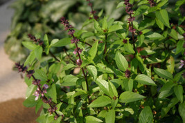 SGHOST 500 Thai Basil Seeds Garden Herb USA Seller - $8.26