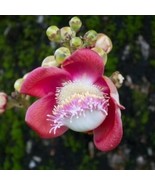 10 Couroupita Guianensis Seeds, Cannonball Tree ,Kailashpati Seeds, Ayah... - $7.00