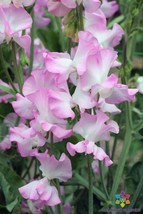 SL 50+ Gwendoline Sweet Pea Seeds For Garden Planting - Usa - ! - £3.65 GBP