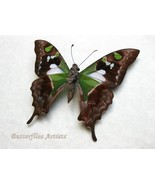 Green Spot Swallowtail Graphium Weiskei Butterfly Framed Collectible Shadowbox - $58.99
