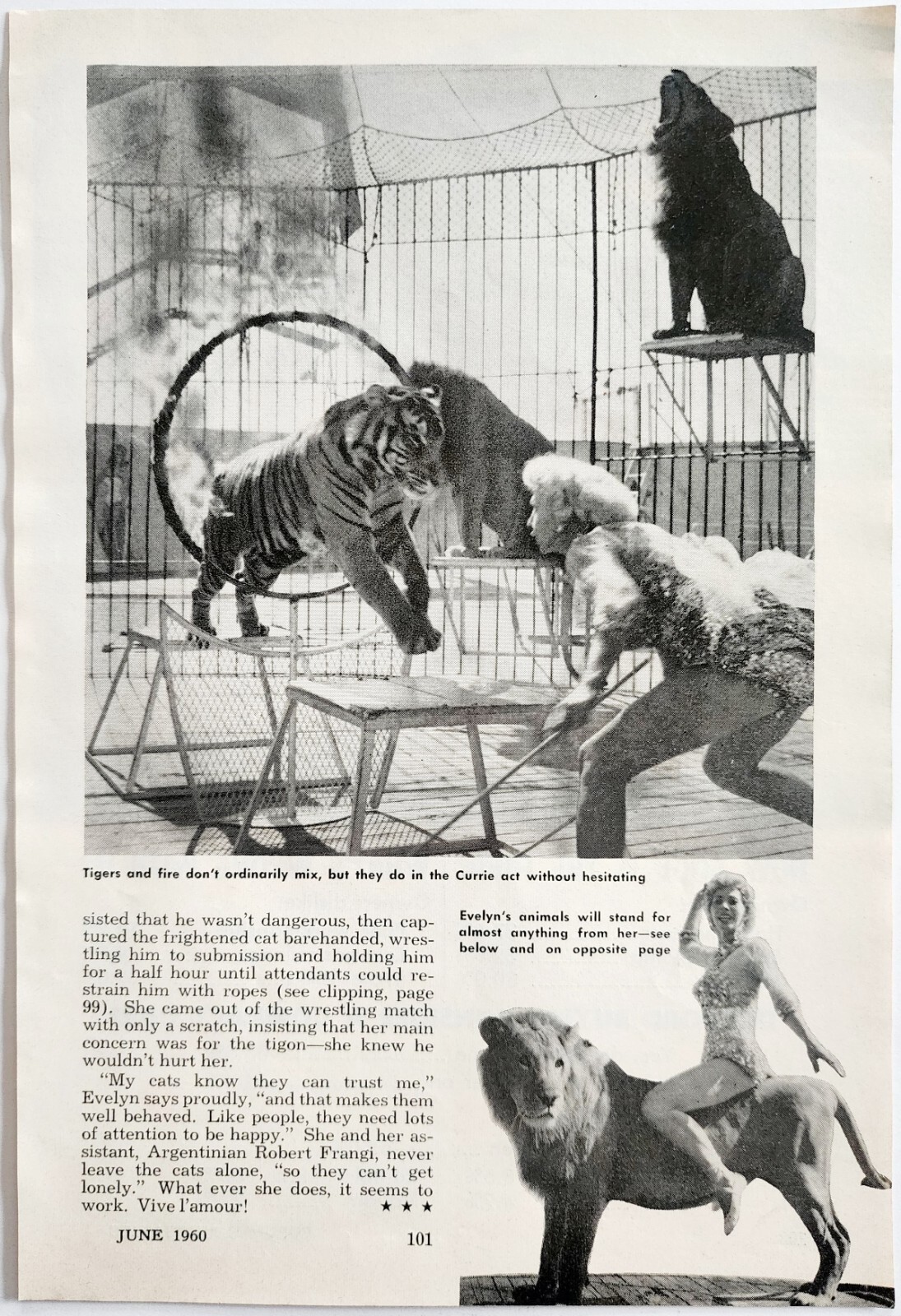 1960 Evelyn Currie Circus Lion Tiger Tamer Popular Science Article Page DWF26 Item image 2