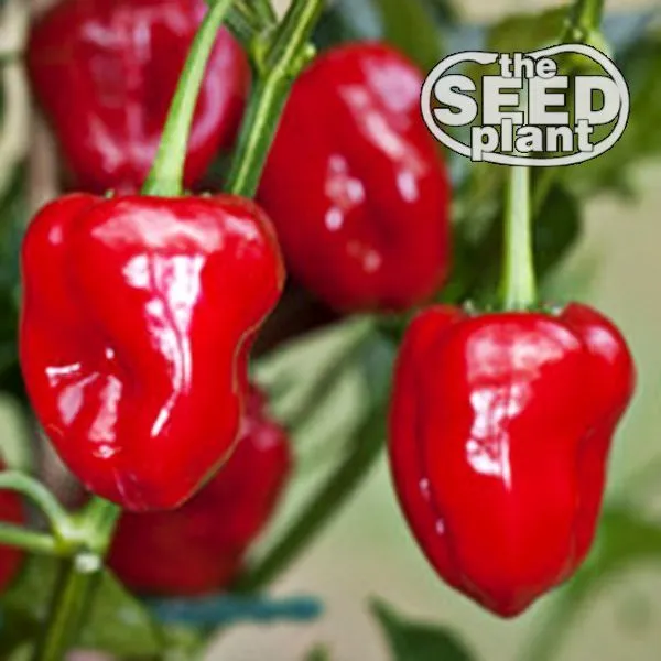 Habanero Red Pepper 50 Fresh Seeds - $11.79
