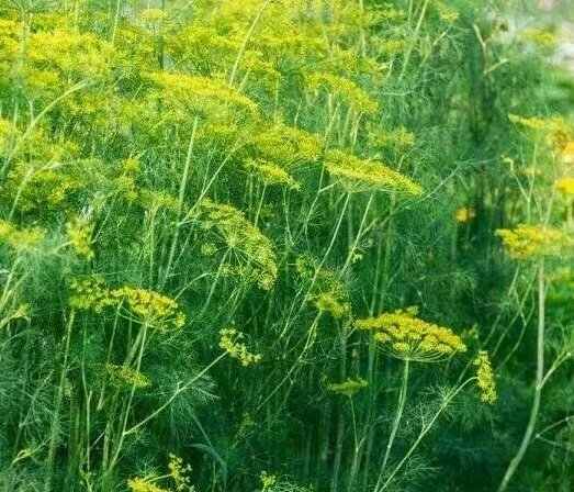 KS Dill Dukat Herb Garden Pickling Butterflies Non Gmo 500 Seeds  - £7.17 GBP