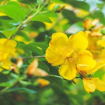 Saint John&#39;S Wort Organic 200 Seeds Culinary Herb Seeds Usa Seller Garden - £8.77 GBP